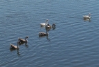 Lake Mendocino Geese: 640x427